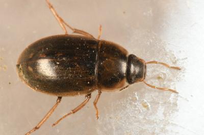 <i>Helochares lividus</i>