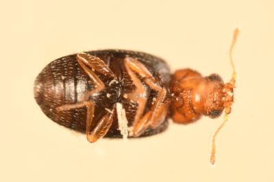 <i>Melanophthalma fuscipennis</i>