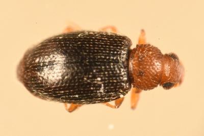 <i>Melanophthalma fuscipennis</i>