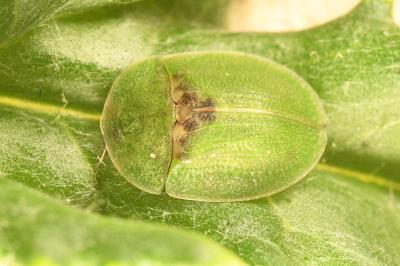 <i>Cassida rubiginosa</i>