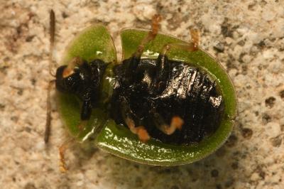 <i>Cassida rubiginosa</i>