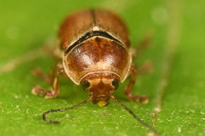 <i>Cryptocephalus pini</i>