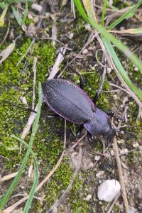 <i>Carabus violaceus</i>