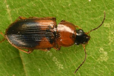 <i>Stenolophus teutonus</i>