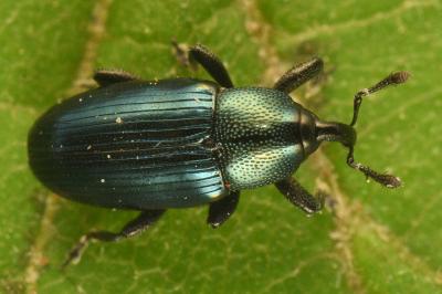 <i>Aulacobaris coerulescens</i>