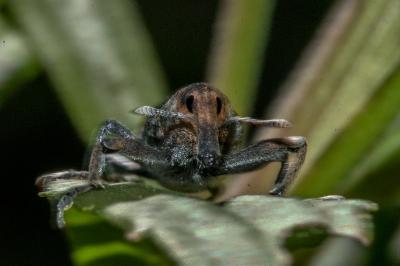 <i>Lixus</i>