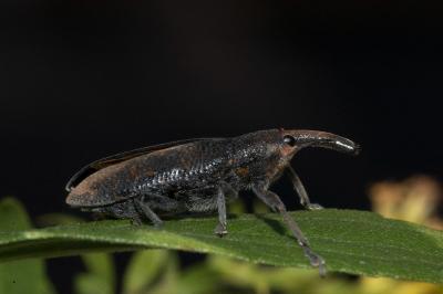 <i>Lixus</i>