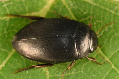 <i>Agabus bipustulatus</i>