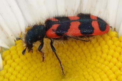 <i>Trichodes alvearius</i>
