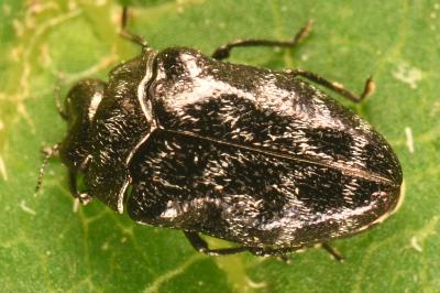 <i>Trachys minutus</i>