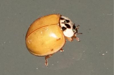Harmonia axyridis