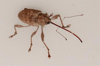 <i>Curculio elephas</i>