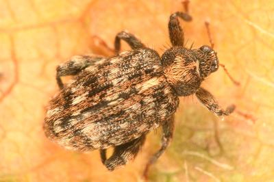 <i>Orchestes pilosus</i>