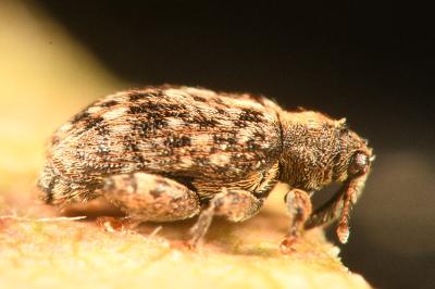<i>Orchestes pilosus</i>