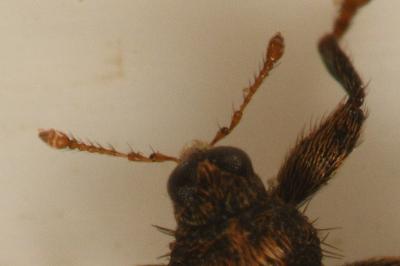 <i>Orchestes pilosus</i>