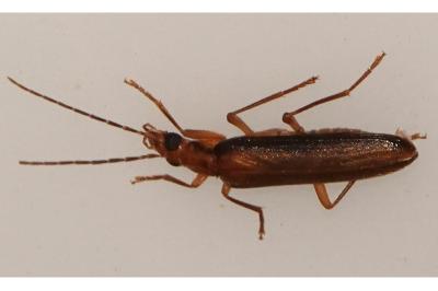 Nacerdes carniolica