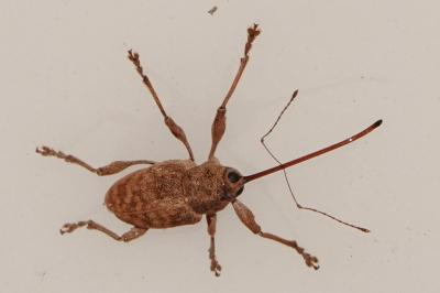 <i>Curculio elephas</i>