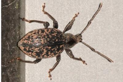 Otiorhynchus aurifer