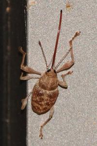 <i>Curculio elephas</i>
