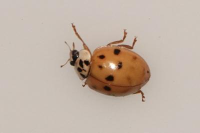 <i>Harmonia axyridis</i>