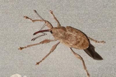 <i>Curculio elephas</i>
