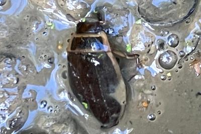 <i>Dytiscus</i>