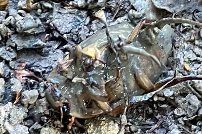 <i>Dytiscus</i>