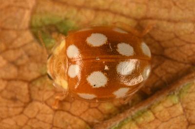 <i>Vibidia duodecimguttata</i>