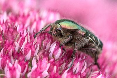<i>Cetonia aurata</i>