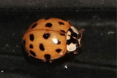 <i>Harmonia axyridis</i>