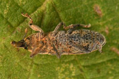 <i>Lixus punctiventris</i>