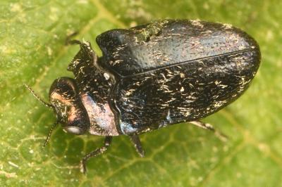 <i>Trachys minutus</i>