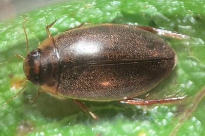 <i>Rhantus suturalis</i>