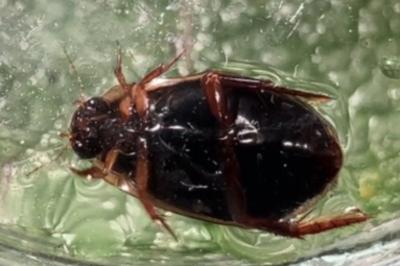 <i>Rhantus suturalis</i>