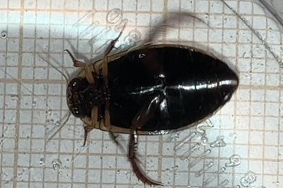 <i>Rhantus suturalis</i>