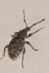 <i>Otiorhynchus sulcatus</i>