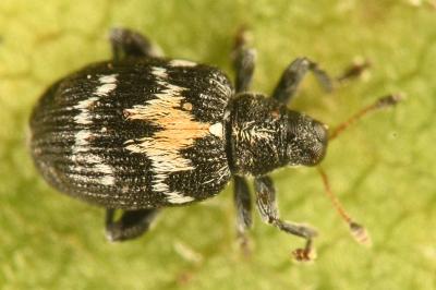<i>Tachyerges salicis</i>