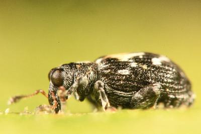 <i>Tachyerges salicis</i>