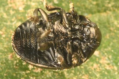 <i>Oomorphus concolor</i>