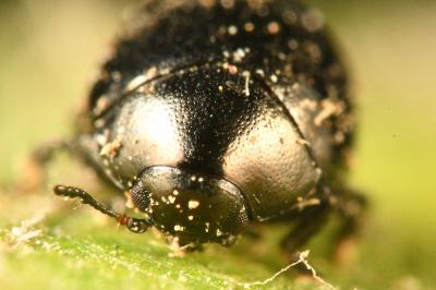<i>Oomorphus concolor</i>
