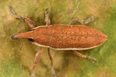 <i>Lixus ochraceus</i>