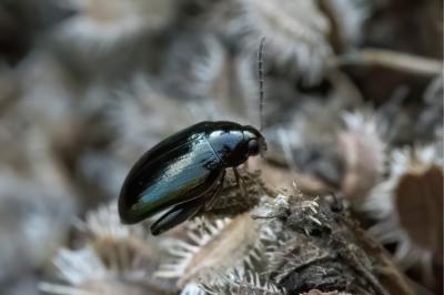 <i>Psylliodes</i>
