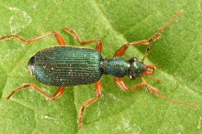 <i>Drypta dentata</i>
