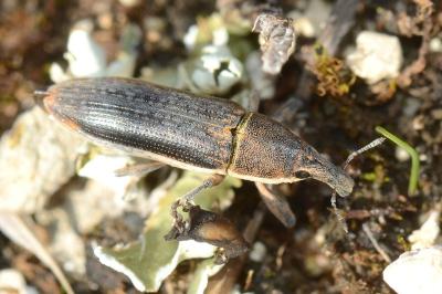 <i>Lixus juncii</i>