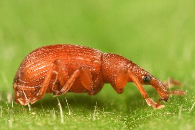 <i>Apion frumentarium</i>