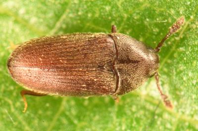 <i>Trixagus</i>