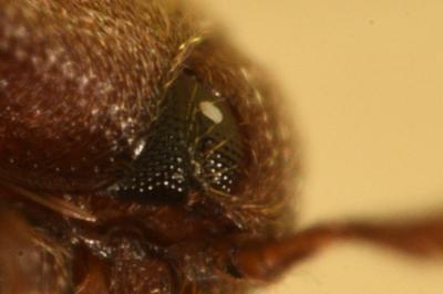 <i>Trixagus</i>