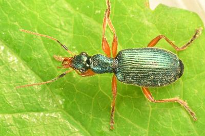 <i>Drypta dentata</i>