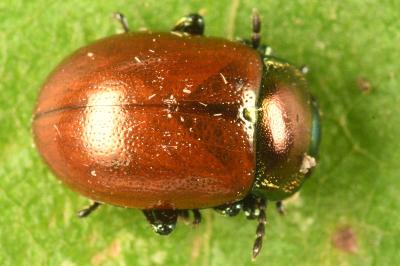 <i>Chrysolina polita</i>