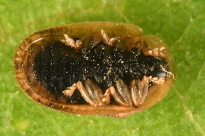<i>Hypocassida subferruginea</i>
